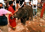 118  3-day-old elephant baby.JPG