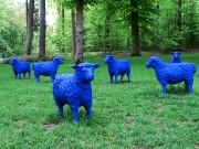 059  blue sheep.JPG